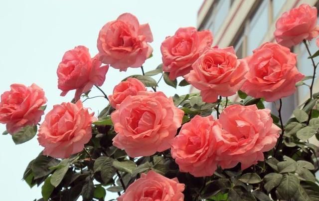 绿萝茉莉……夏天这么养,跟打激素一样疯长不停