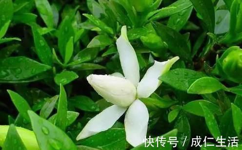 养花却不开花?学会这一招,立马开花爆盆给你看!