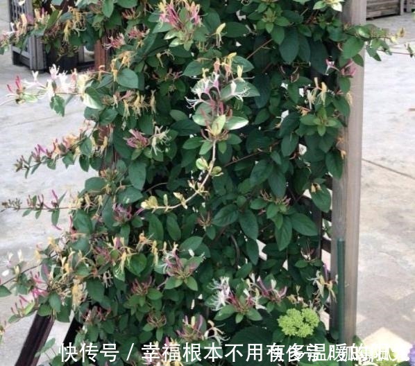 阳台|此花去火、解毒、散热,适当食用益处多,家里有阳台要种2棵!