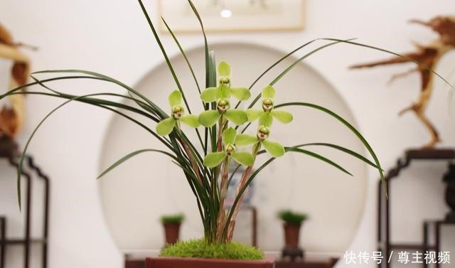 6种“热门”年宵花,个个喜庆吉利,雍容大气,颜值高,寓意好!