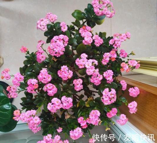 养分|盆栽养殖长寿花,花谢就修剪、施肥,等一个月又能催花了