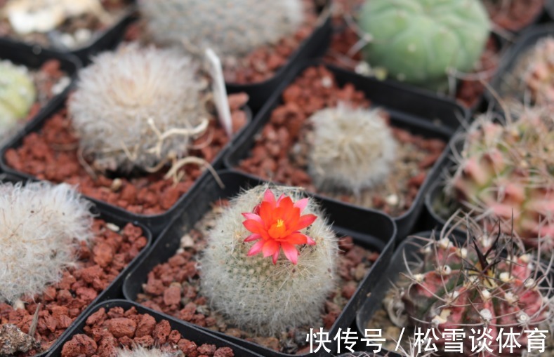 家庭养花,哪些地方不能摆放植物盆栽?除了室内,室外也有讲究