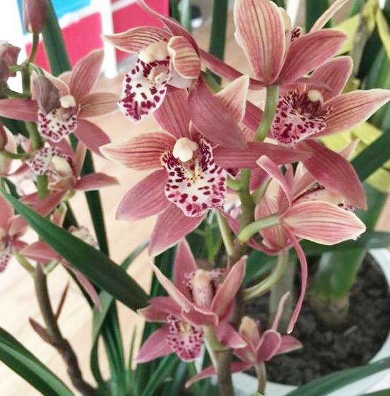 兰花养不好大部分都是养料没选对,它比生根粉还好用,养兰首选