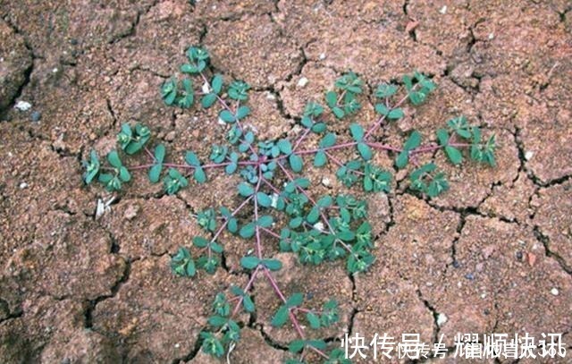 田野|农村田里有种“血见愁”见了拔两株,说不定日后有大用