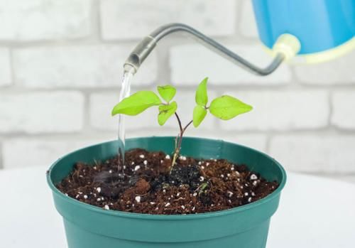 怎么让浇花效果事半功倍？掌握3个小窍门，黄叶烂根问题少很多