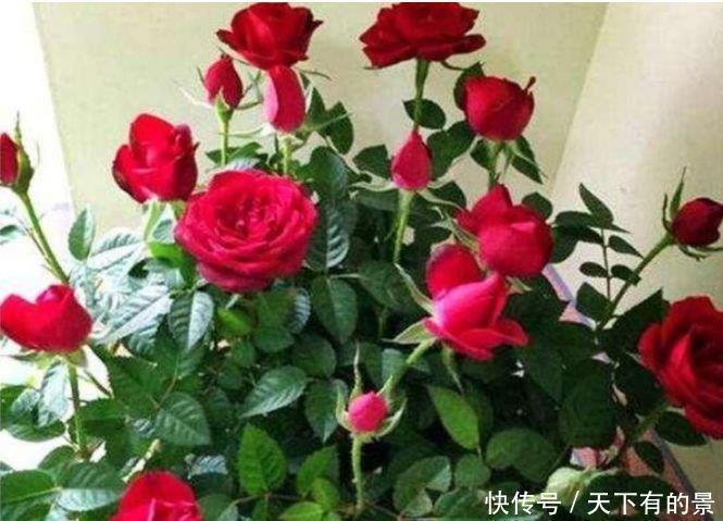 女生必养“3种花”，花朵漂亮又好养，满屋子飘香，心情好