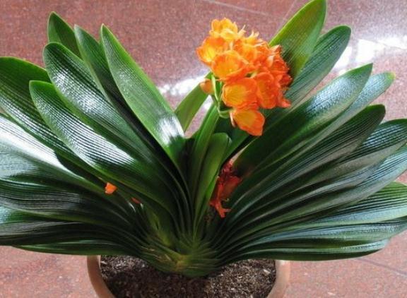 6月养君子兰,别忙着“浇水”,盆里扔“一豆”,花儿呼呼爆不停