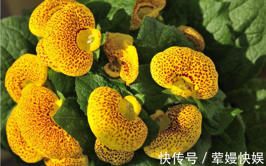 红加仑|老人常说,家中养花不如养“荷花包”,不仅镇宅而且寓意满满