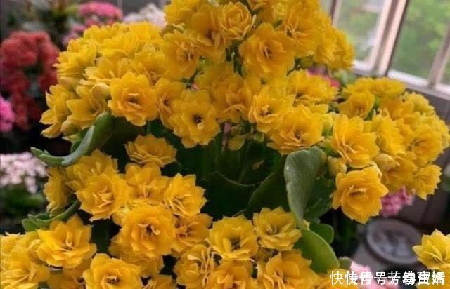 修剪|长寿花开完花，马上给它做“3件事”，很快再次孕蕾开花