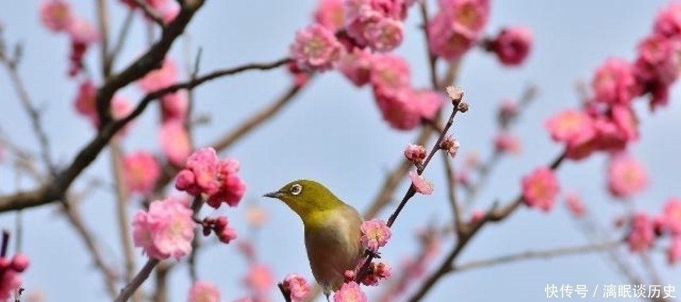 咏梅诗!众多的咏梅诗里,只有这一首写出不一样的梅花,从而成为千古名篇