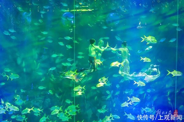 海昌|搭帐篷与海洋动物一起入眠……上海海昌海洋公园开启“夜游”模式