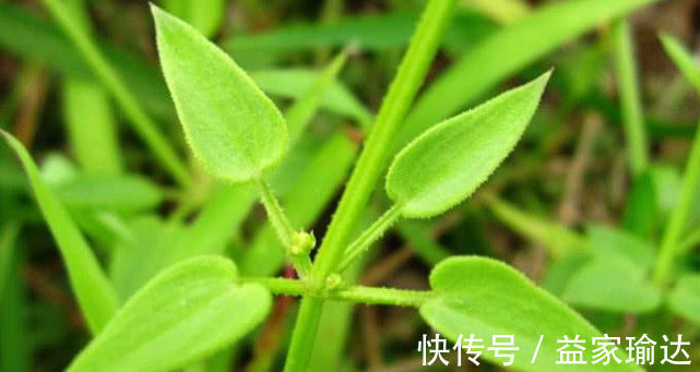 茜草|农村人人厌恶的一种野草，碰到它便常被割伤，根部珍贵一定别拔除