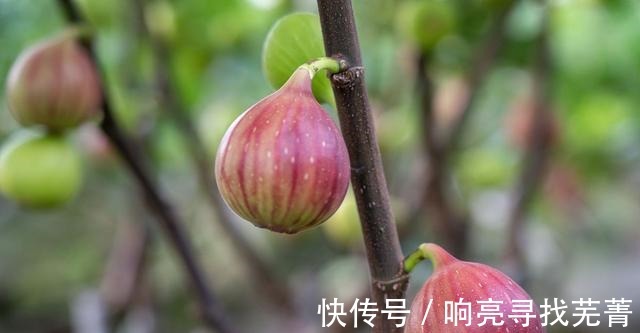 养殖|无花果又叫天仙果,营养丰富甜糯可口,很适合作为盆栽来养!