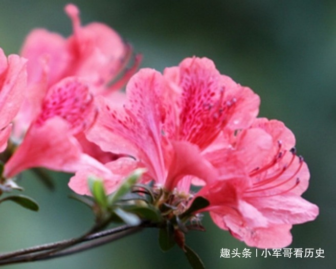 此花是中国十大名花之一，满山鲜艳，像彩霞绕林，寓意生活的美好