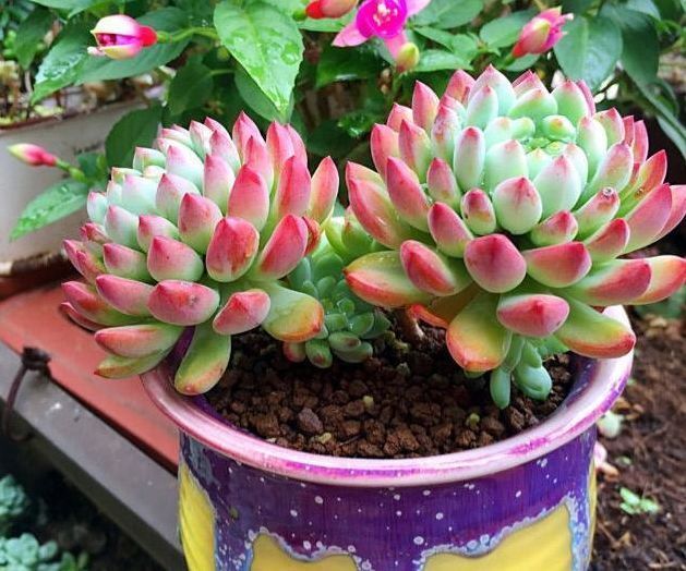 多肉植物移盆的2种方法,全方位解析哪种会更好,让多肉又肥又壮