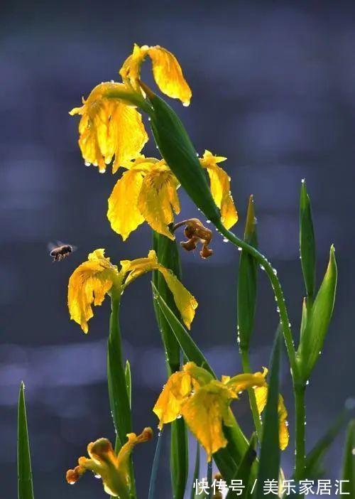 鸢尾类|喜欢生长在水边的黄菖蒲,开着奇妙的花,暗藏传粉的“招”!