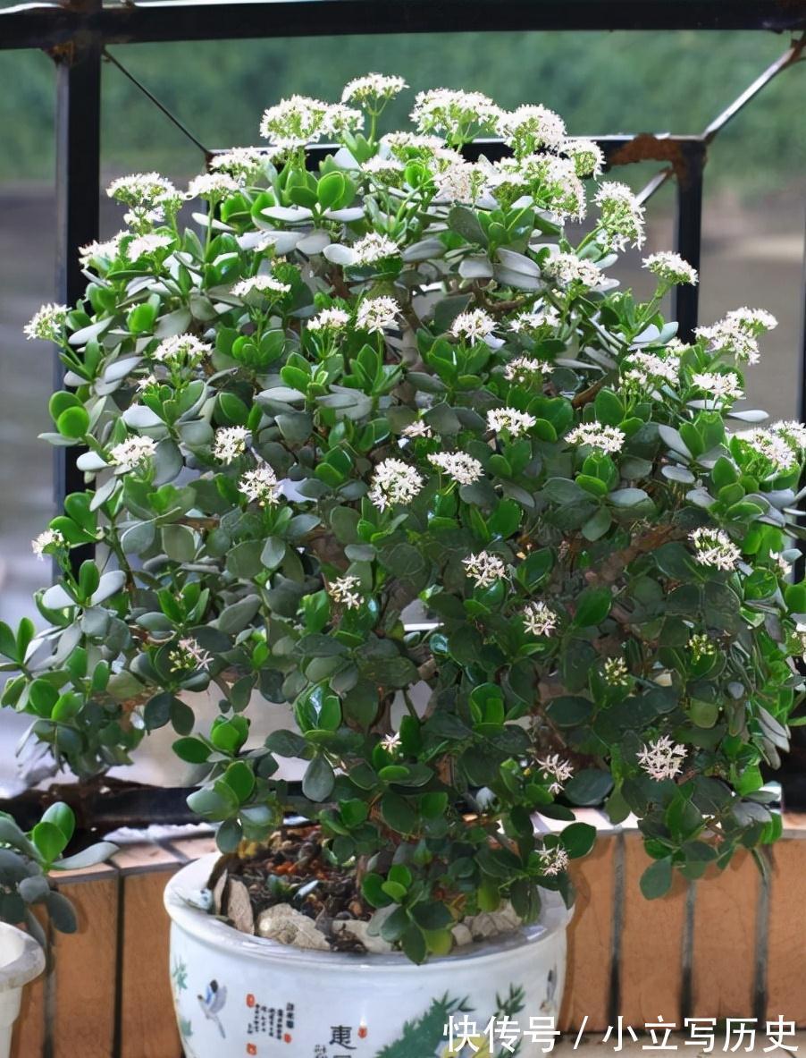 天冷了，15种漂亮花喜欢“大太阳”，多晒长得壮，花更多