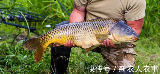 长达1.7米!湖北一男子河里野钓,收获巨型鳡鱼,网友:不能放生