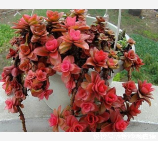 秋天就买这8种多肉，叶片变得红红的，好漂亮