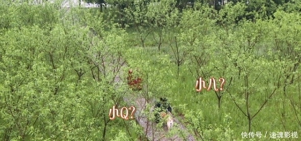 小猴紫 《向往的生活5》:杨紫自称忠实粉丝,却不料频频翻车