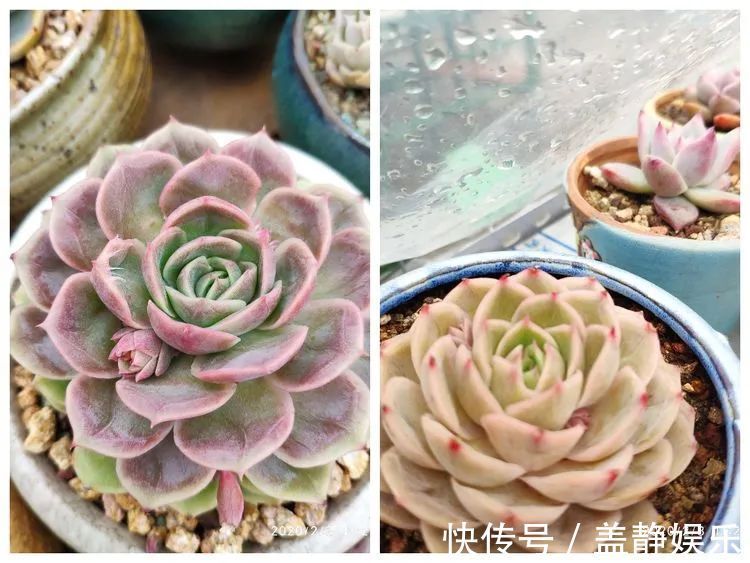 多肉是戒不掉的瘾！多肉小白入坑一年小记！