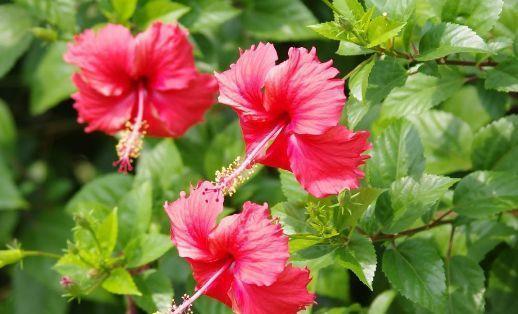 几种花养家里，丢盆里猛长，开花多又美，一整年开花