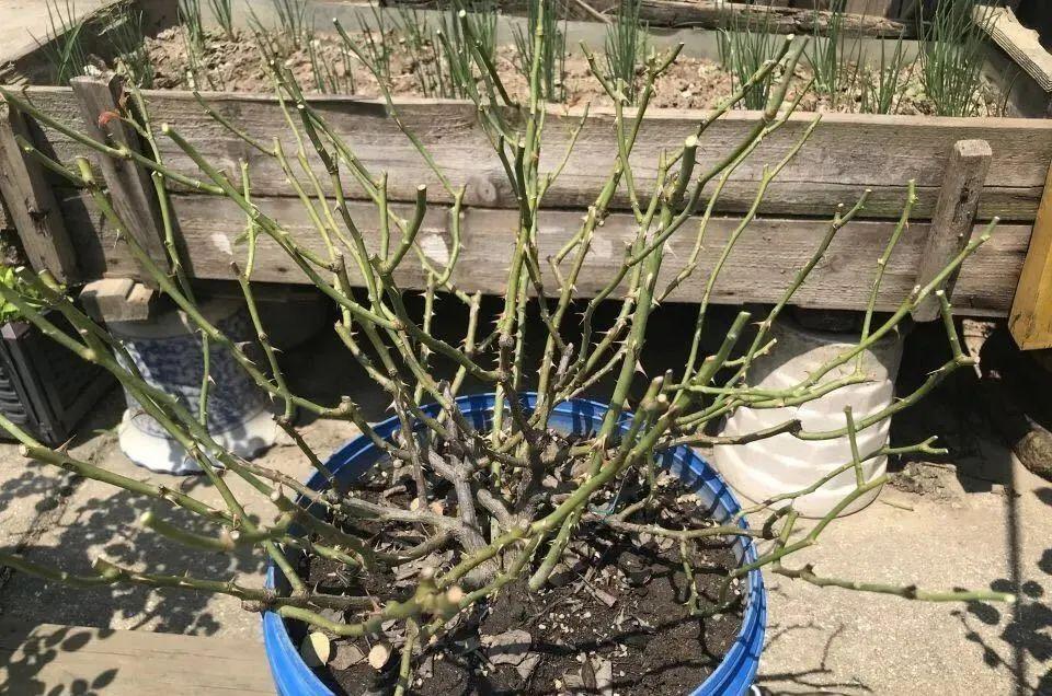 10种花,现在抓紧剪,更抗冻、好过冬!