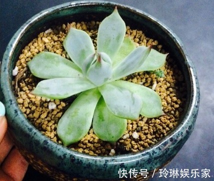 虹之玉锦|别人家和我家“多肉”对比图，能养得“丑”出境界的，真是辛苦了