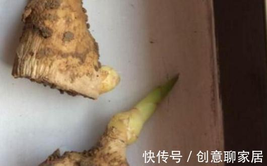 生姜|生姜不用买,阴面阳台种一排,多到吃不清