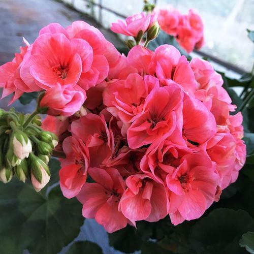 此花象征着美好爱情的开始，幸福就在身边