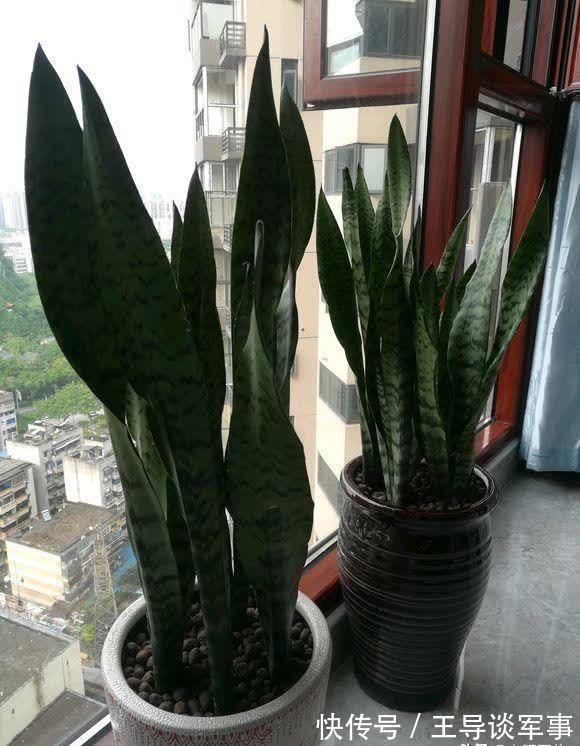 观叶|单棵虎皮兰孤零零,喂点“羊粪球”,小芽窜不停,10天长满花盆