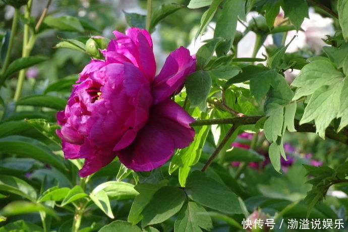 紫罗兰|“牡丹名品”岛大臣,花色红颜,花枝招展,堪称养花必备