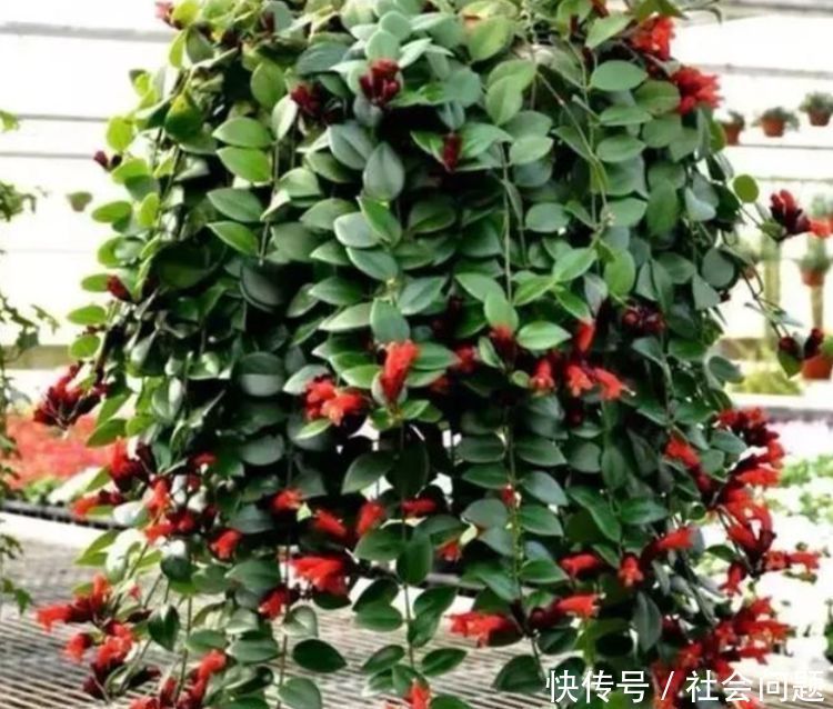 占地|吊起来养的“4种花”,好看好养不占地,一次开出200朵,美