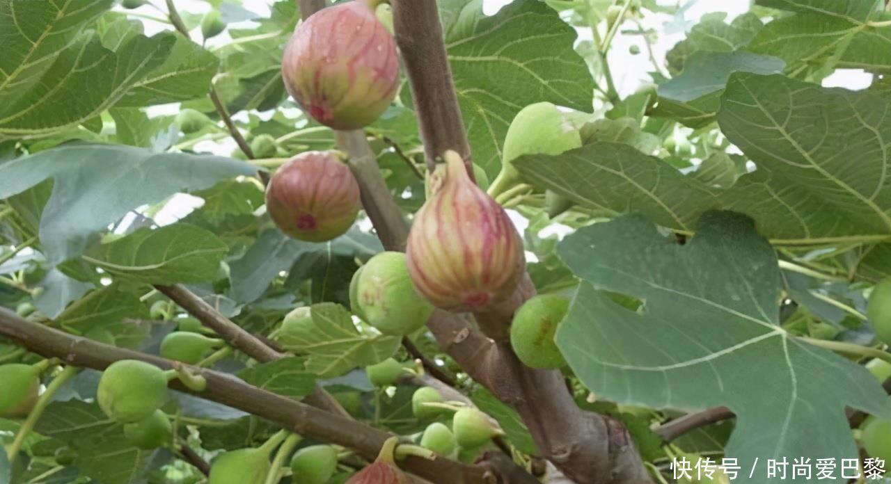 冬天|适合冬天吃的3种食物,排毒养颜,抗衰老,有益健康