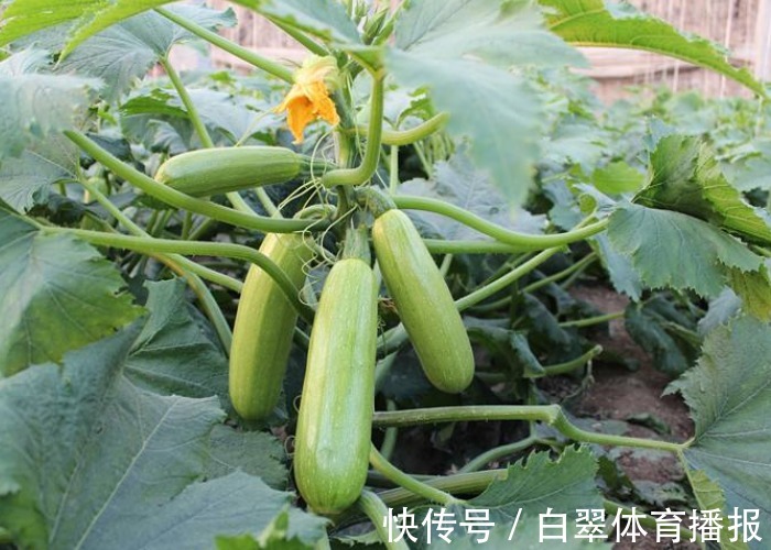西葫芦光开花却不结瓜,教你做好几点,西葫芦摘完一茬又一茬