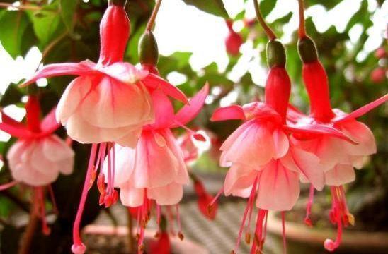 几款艳丽的花卉，漂亮又好闻，四季有花开，花香四溢飘满屋，美