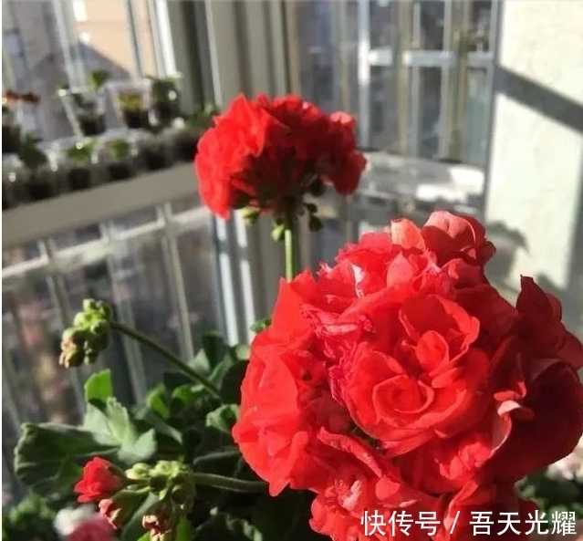 年度十大流行花卉，摆在家里大吉大利，活力无限，还有品味！