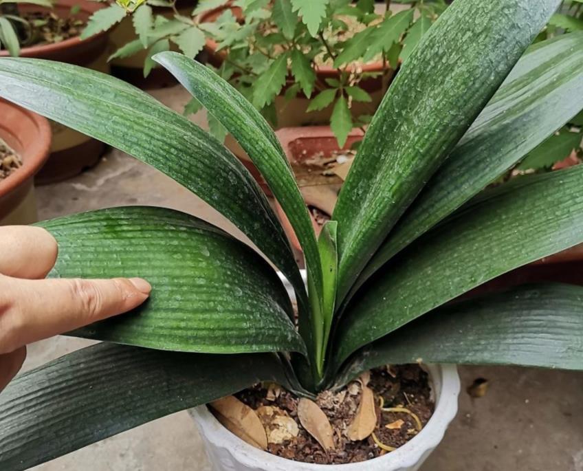 君子兰|君子兰天热要休眠,状态越来越差?坚持2不要,安全度夏