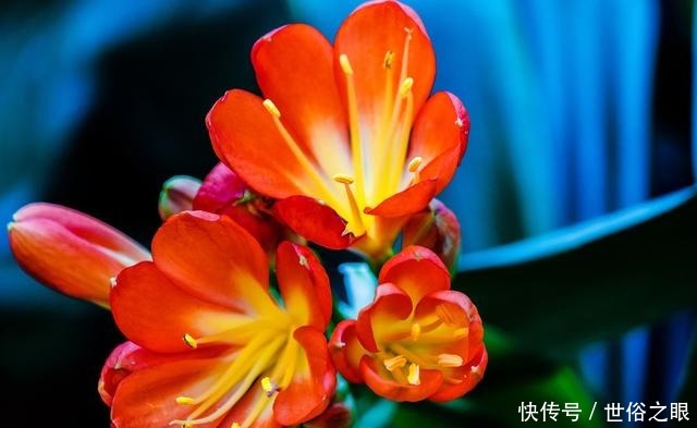 夏天来了，君子兰喜欢“1多2少”，既能安全度夏，又能长花芽