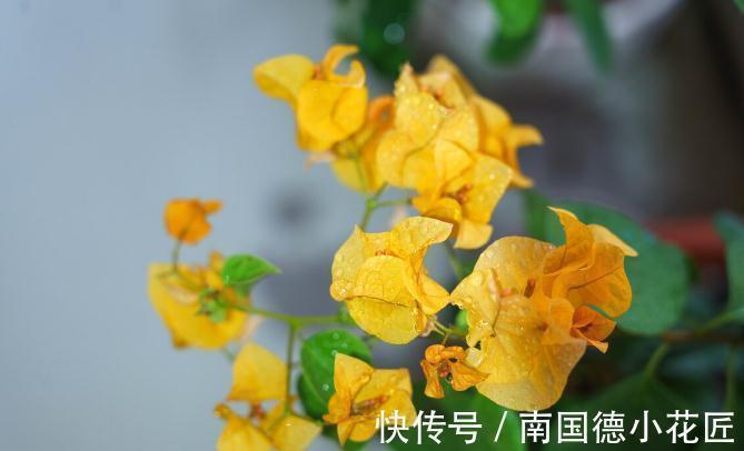 养花换下来的旧土别扔，加4种东西，比新土还好用