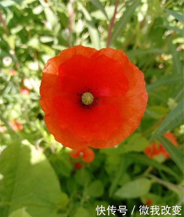 花开花落又一年