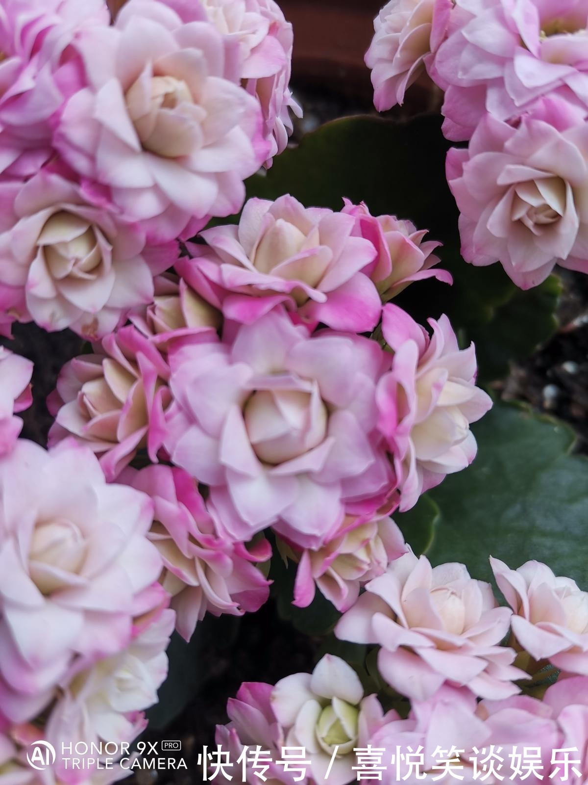 花花|长寿花现在还不冒花苞,赶紧用个“狠招”,很快就开花爆盆