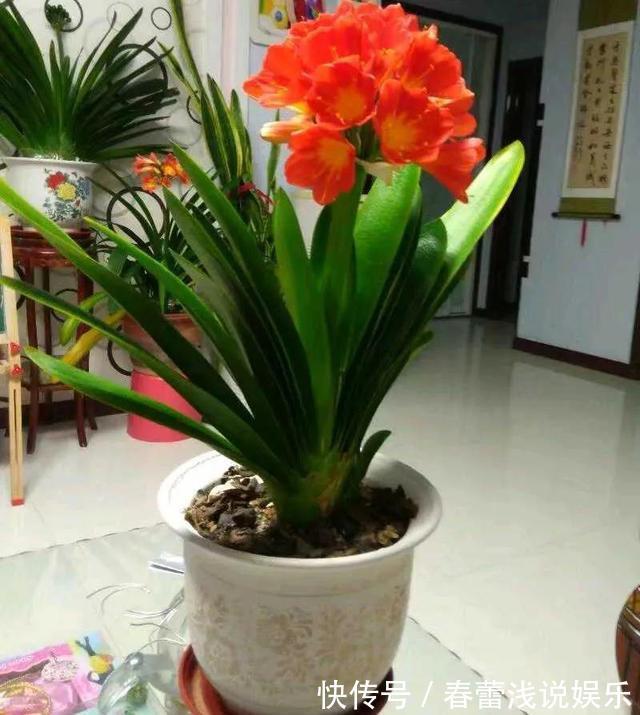 客厅最旺宅的6种花，一种比一种好养，一棵比一棵好看