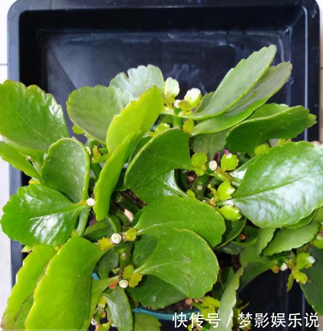 长寿花开败了？别手欠！3件事做对了，花芽又挤满了