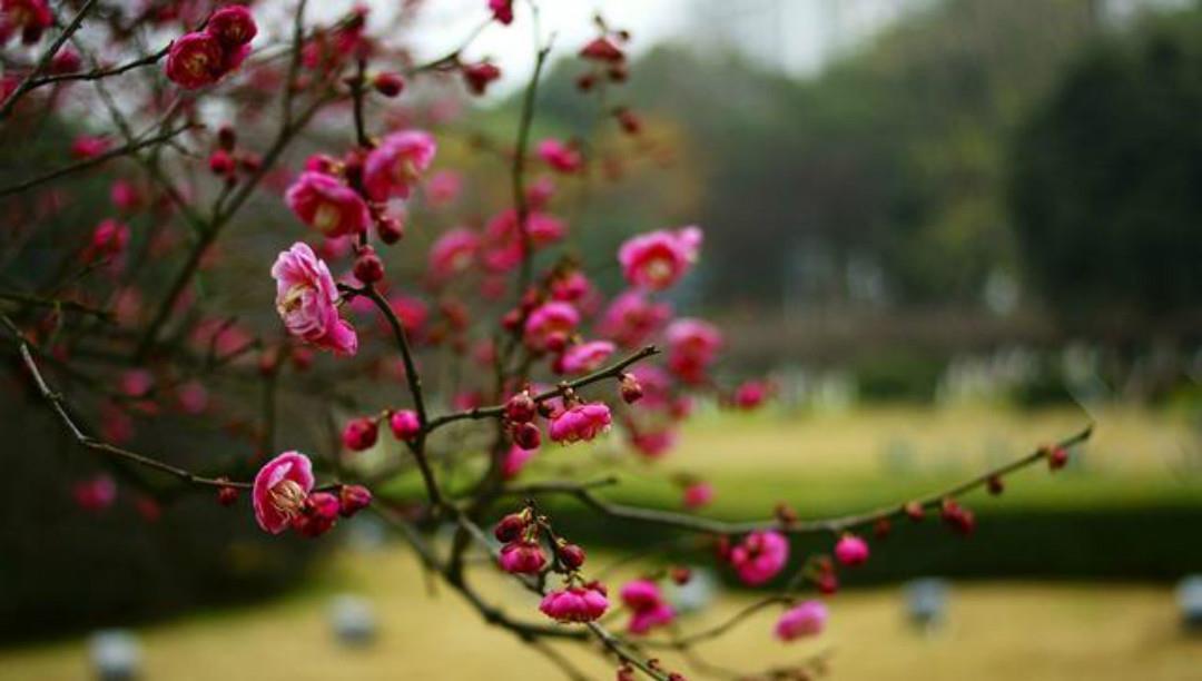 唐诗|一首很经典的集句诗,前面三句化用唐诗,只有最后一句才是原创