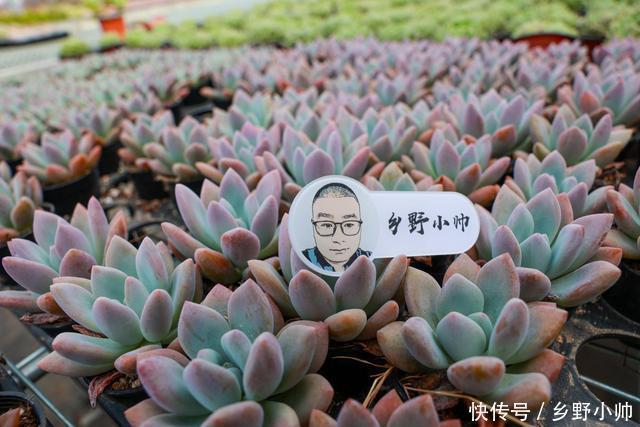 多肉植物|多肉叶片干瘪,不一定是缺水,可能是因为这些原因听听小帅怎么说