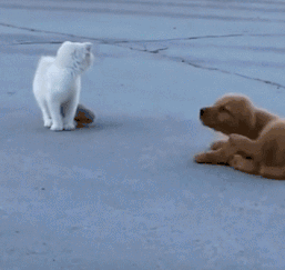 |搞笑GIF图:从开心到难过,其实只需要一个动作