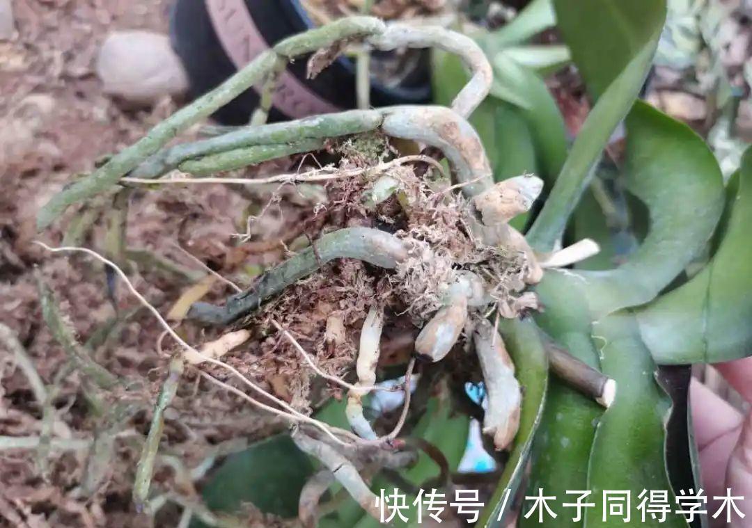 7种花,立秋后换盆,秋冬才能越养越好