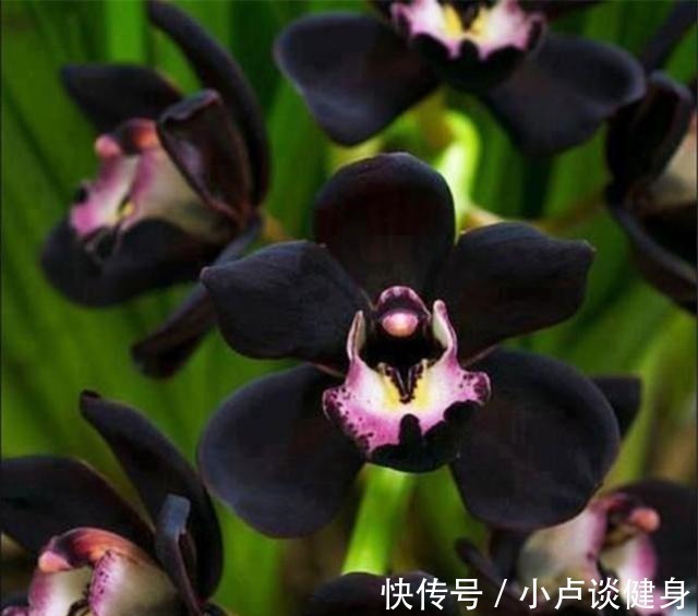 光照|最不像兰花的兰花,被誉为是兰花界的“黑魔法”,值得居家养护!