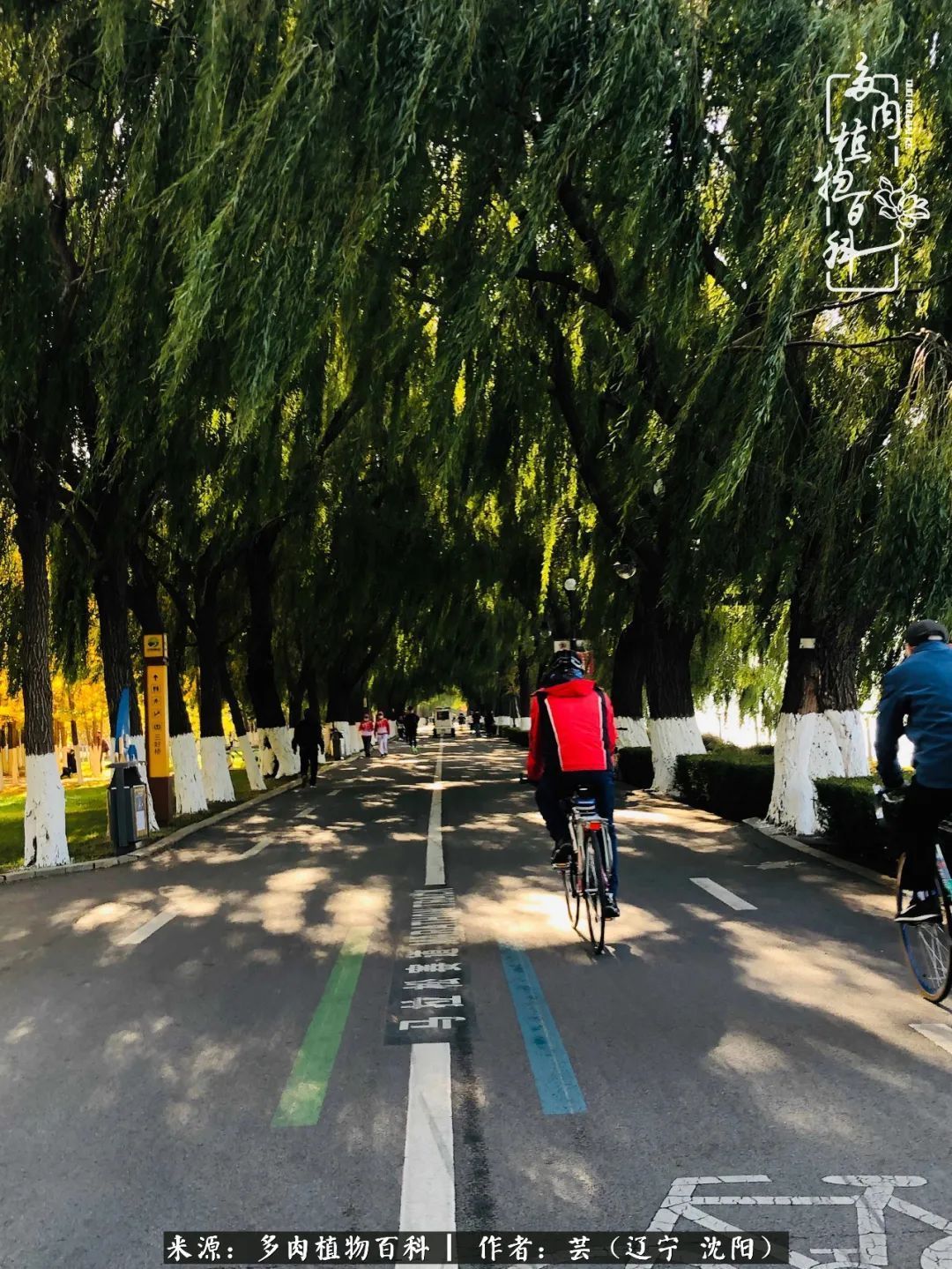 血罗|万物皆有灵性，一年四季有多肉陪伴真好！